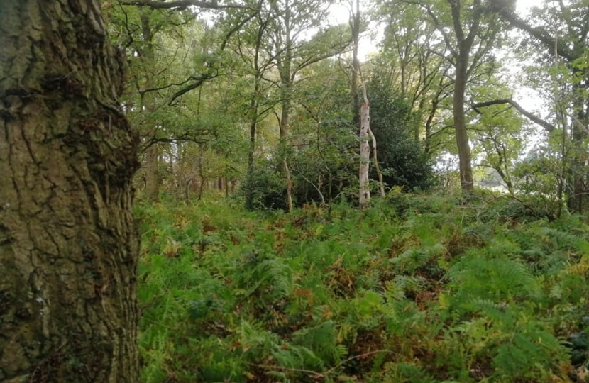 Cheshire Woodland (JClowes 09.2020)