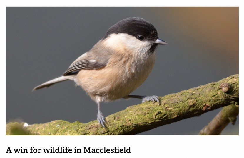 CWT Willow Tit (14.12.2022)